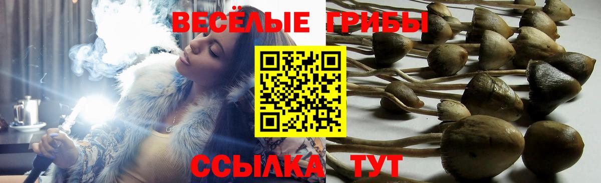Галлюциногенные грибы Magic Shrooms  Вход с VPN  Казань  Псилоцибиновые грибы GOLDEN TEACHER 